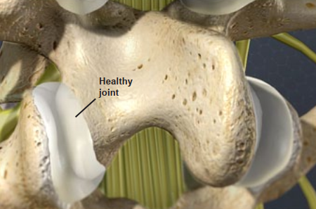 healthy joint