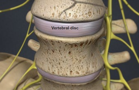 Vertebral Disc
